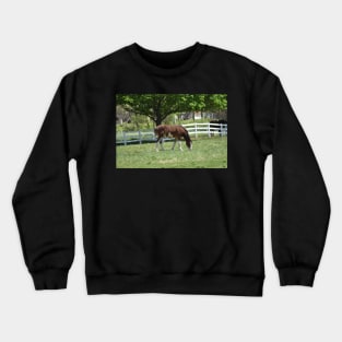 Clydesdale Crewneck Sweatshirt